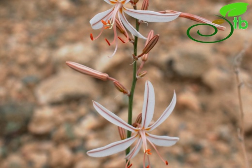 subsp. tenuiflora var. tenuiflora- Malatya