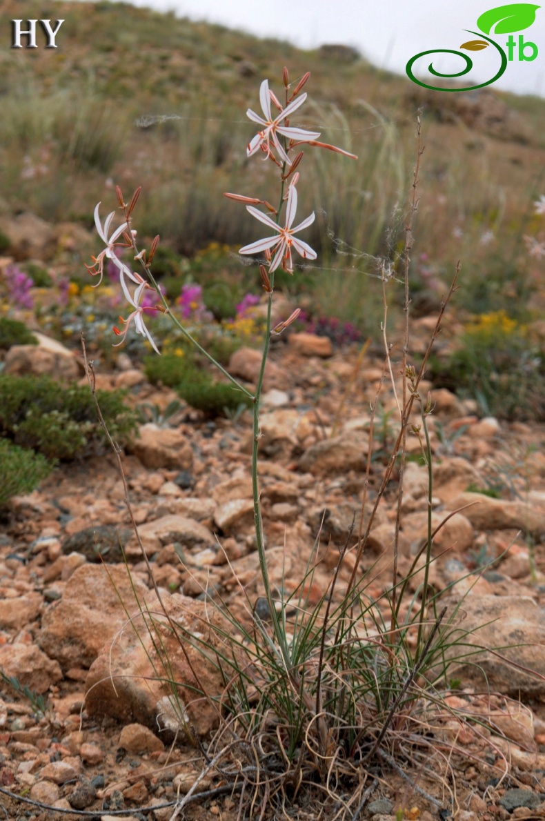 subsp. tenuiflora var. tenuiflora- Malatya