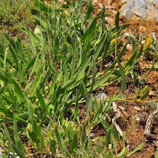 var. decumbens- Alanya