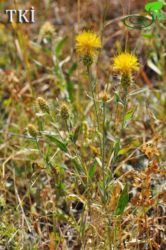 var. persica-Ankara