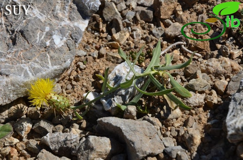 var. decumbens-Akseki