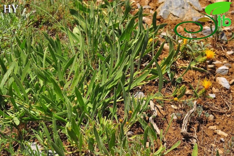 var. decumbens- Alanya