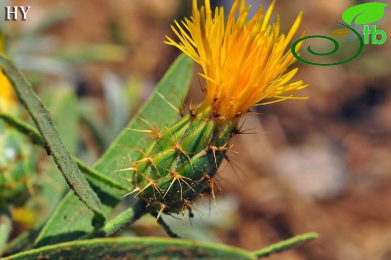 var. decumbens- Alanya