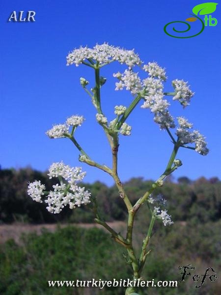 var. maritimum