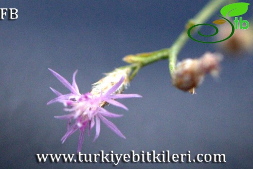 Sandras dağı-Köyceğiz