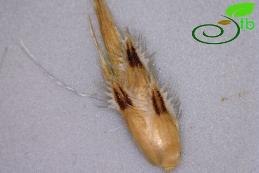 ssp cariensis-Fillariler