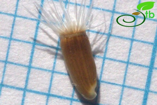 Sandras dağı-Köyceğiz