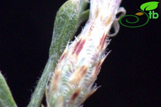 Sandras dağı-Köyceğiz