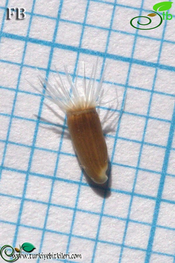 Sandras dağı-Köyceğiz