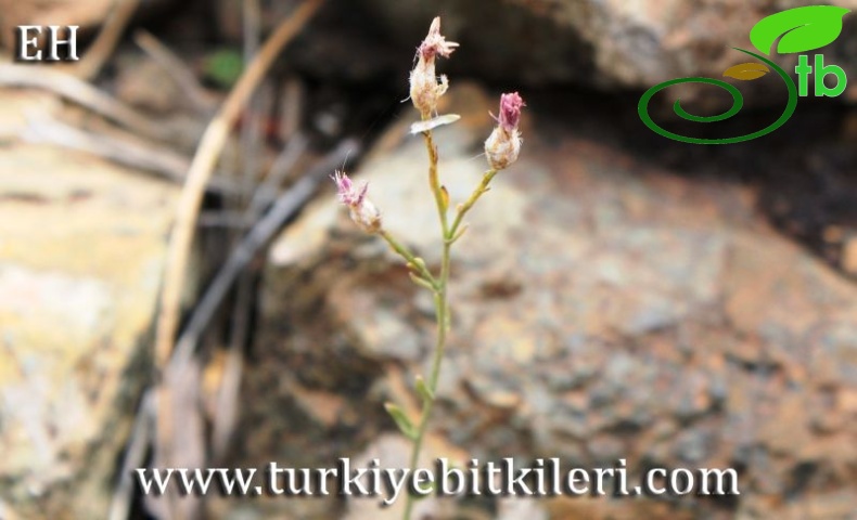 Sandras dağı-Köyceğiz