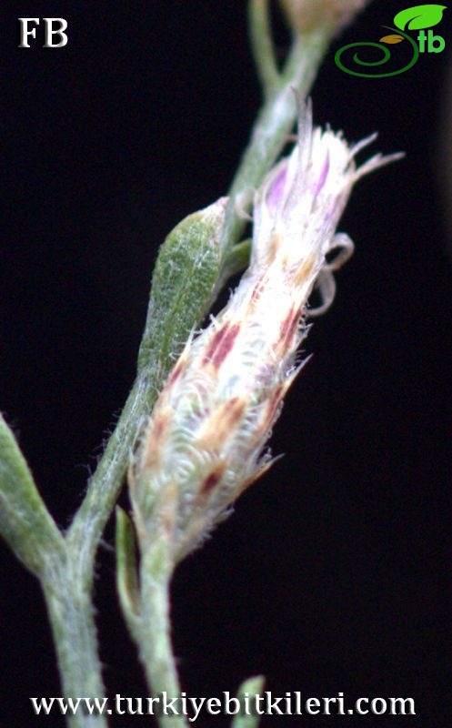 Sandras dağı-Köyceğiz