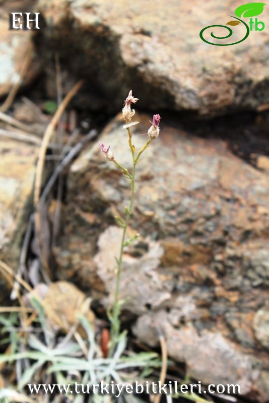 Sandras dağı-Köyceğiz
