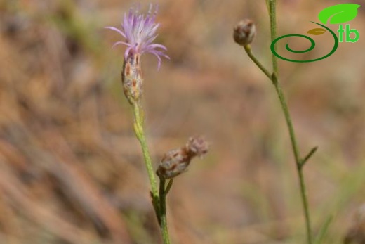 Sandras dağı-Köyceğiz