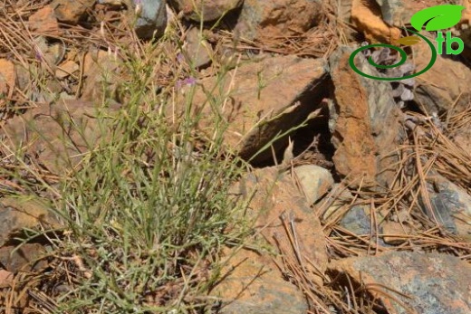 Sandras dağı-Köyceğiz