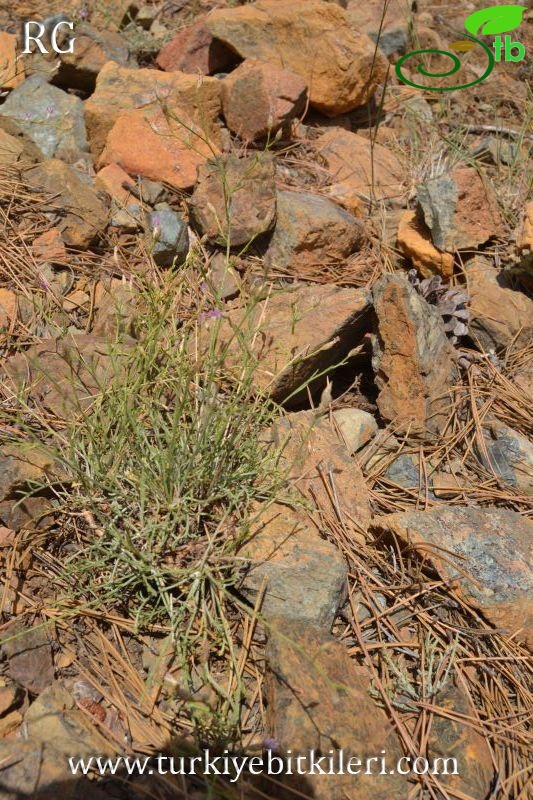 Sandras dağı-Köyceğiz