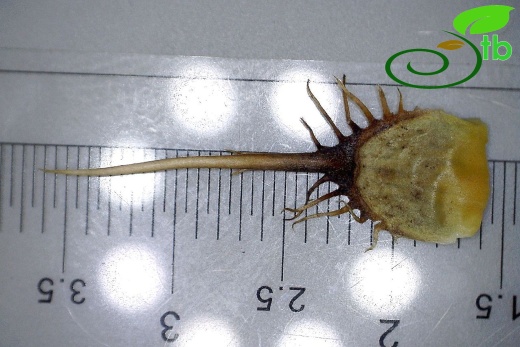 subsp carduiformis var carduiformis