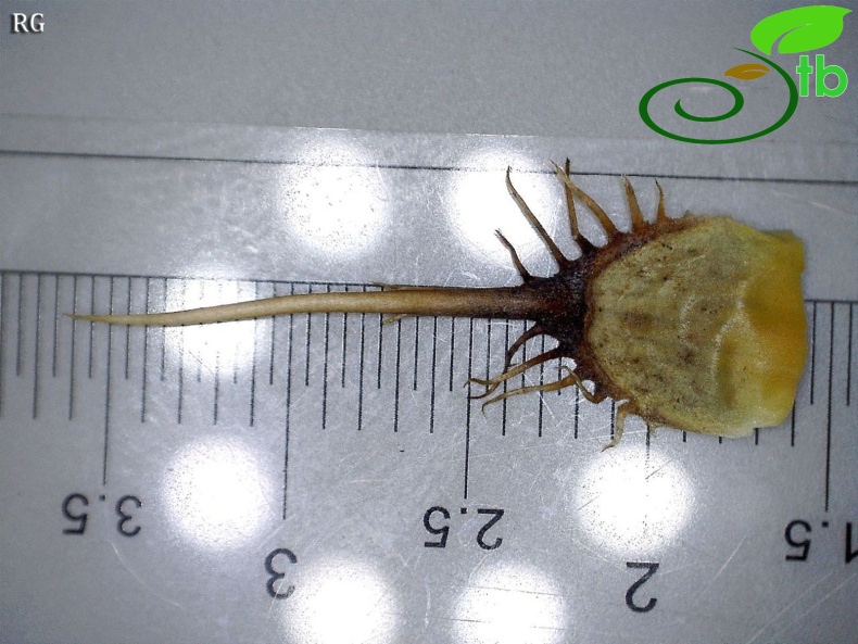 subsp carduiformis var carduiformis