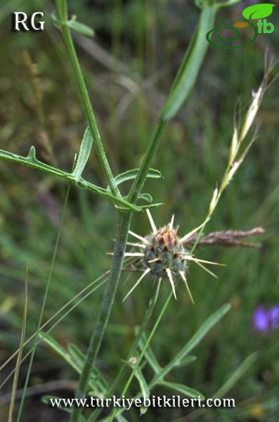 var thrinciifolia-Ulaş-Sivas