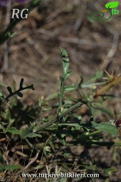 var carduiformis-Suluova-Amasya