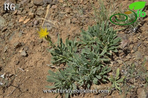 Yıldız dağları-Sivas
