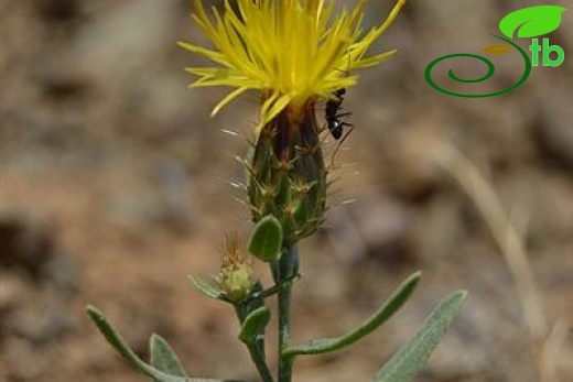 Yıldız dağları-Sivas