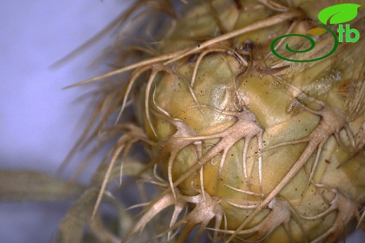 ssp cappadocica-Fillariler