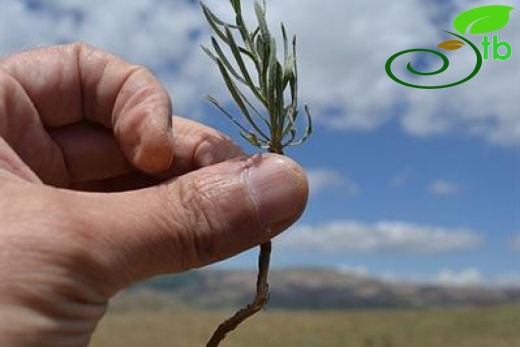 Yıldız dağları-Sivas