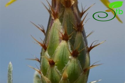 Yıldız dağları-Sivas