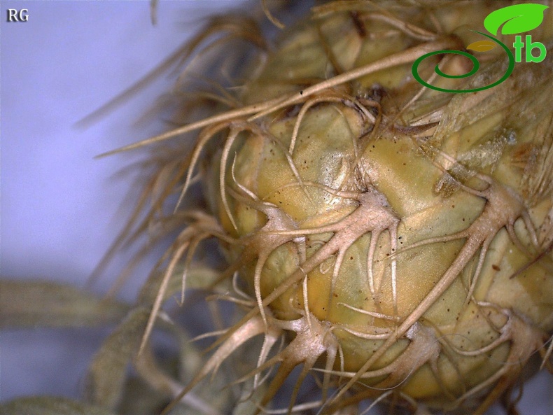 ssp cappadocica-Fillariler