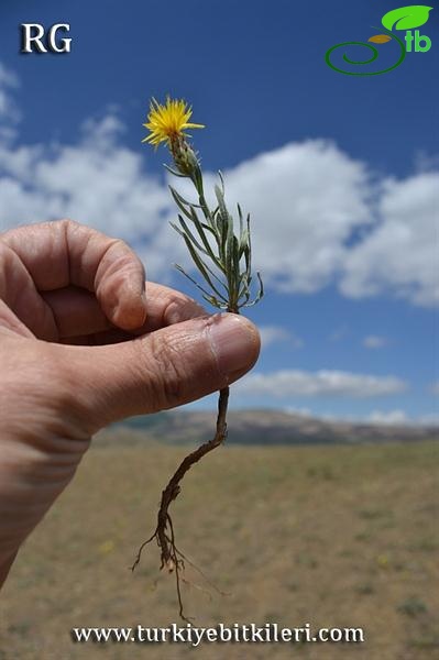 Yıldız dağları-Sivas