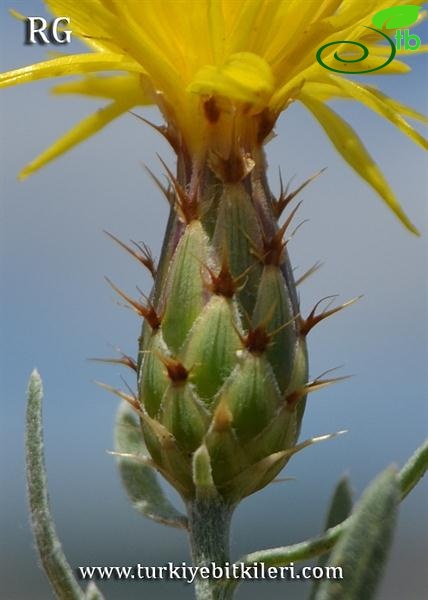 Yıldız dağları-Sivas