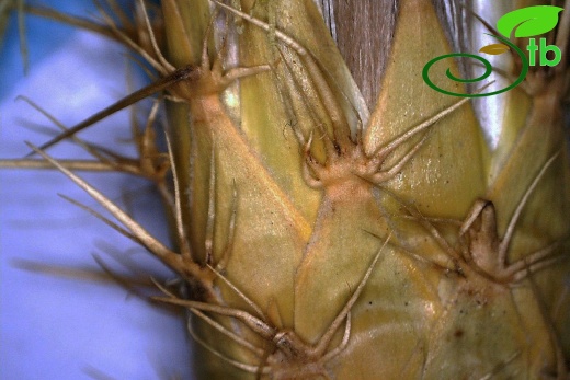 ssp floccosa-Fillariler