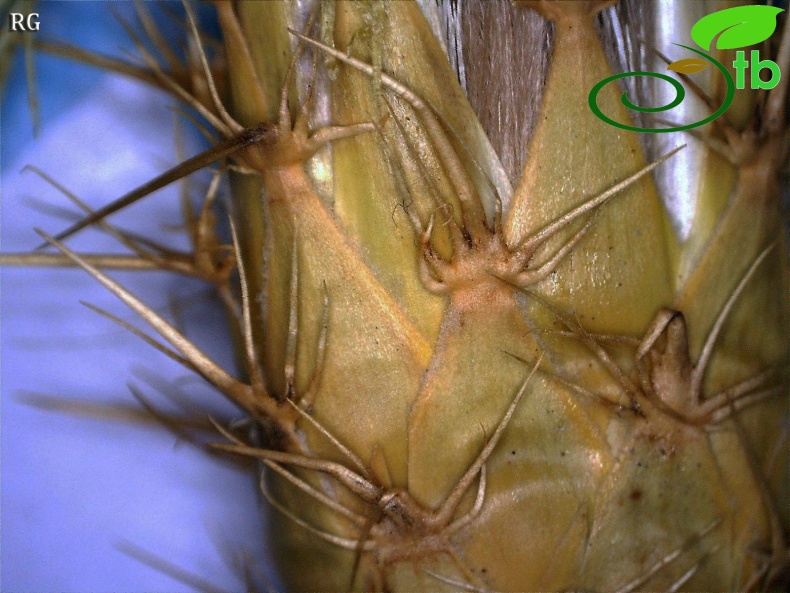 ssp floccosa-Fillariler