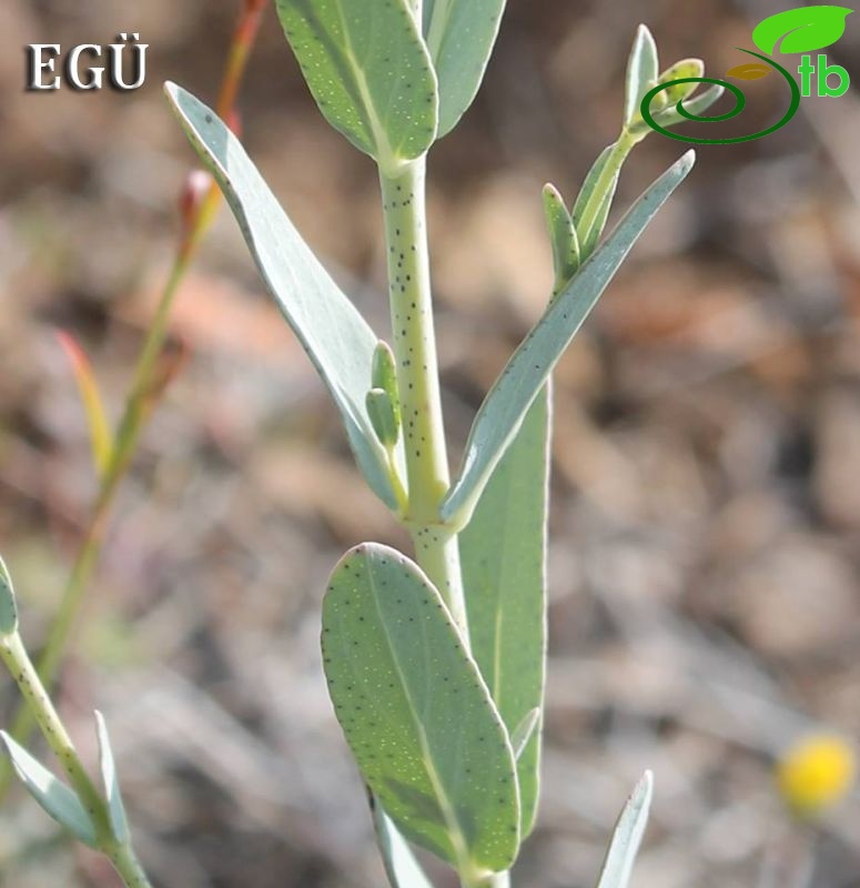 ssp polyphyllum-Silifke-Mersin