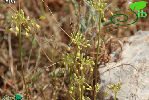 var flavum-Mardin