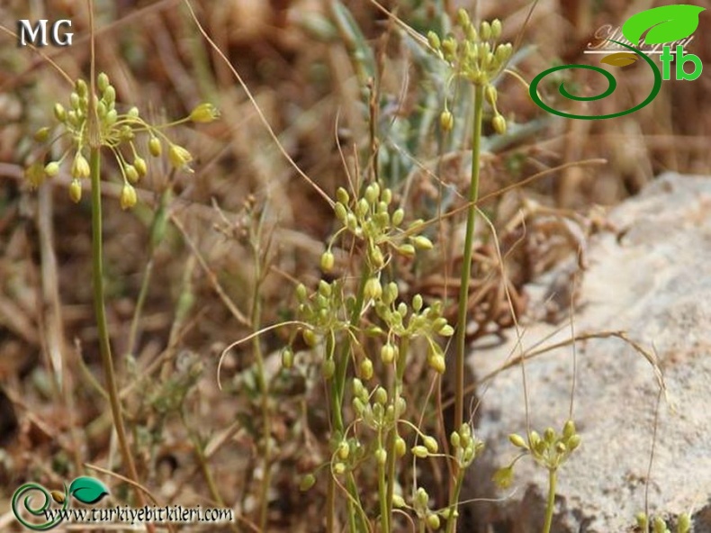 var flavum-Mardin