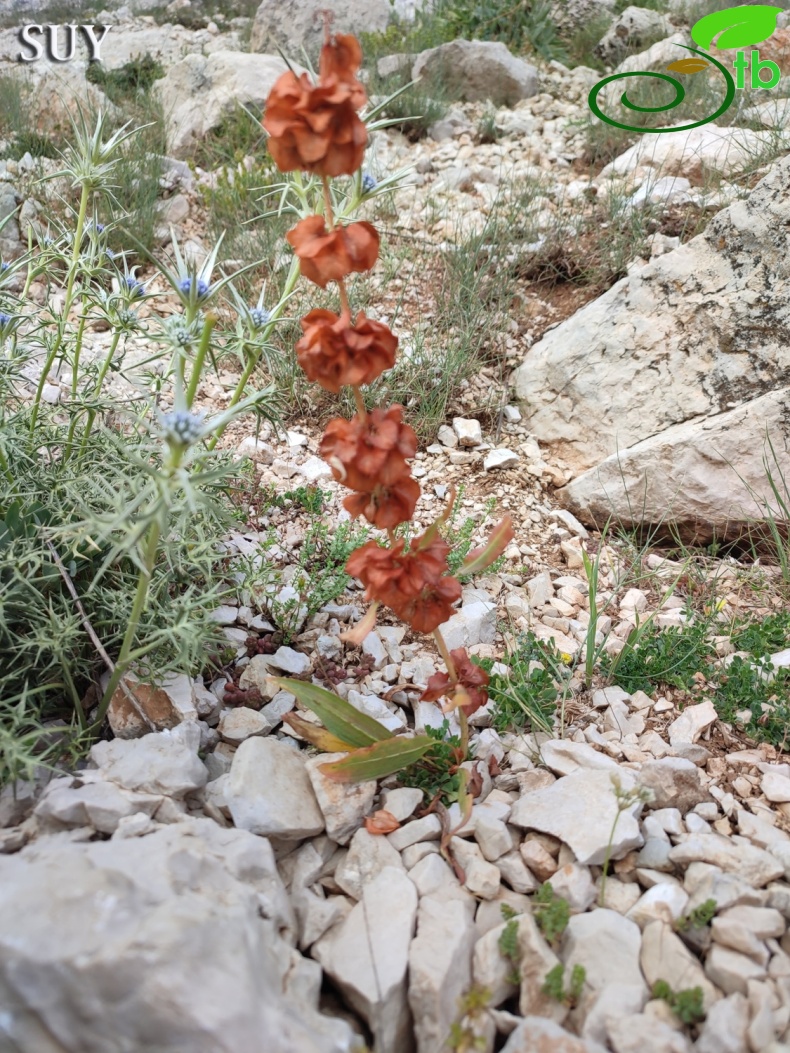 subsp. angustifolius- Gündoğmuş