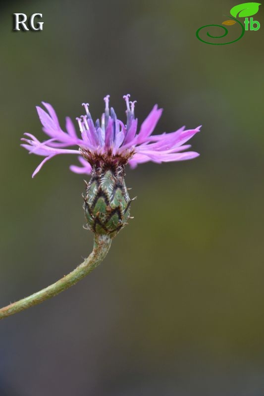 Sandras dağı-Köyceğiz