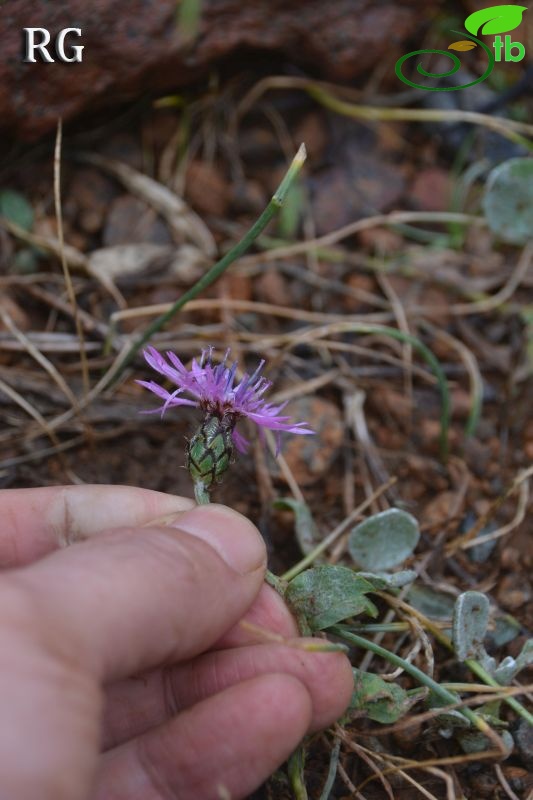 Sandras dağı-Köyceğiz