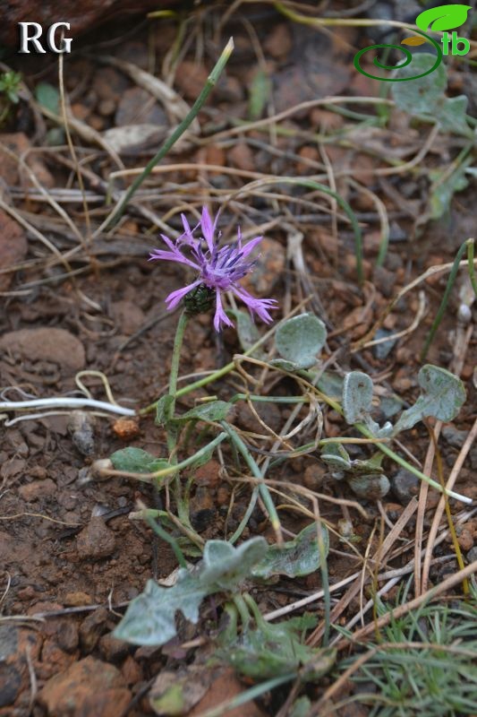 Sandras dağı-Köyceğiz