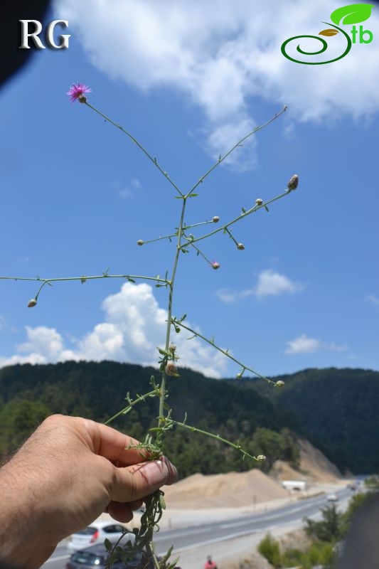 Muğla-Kale arası