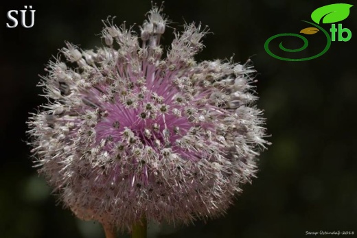 Tunceli