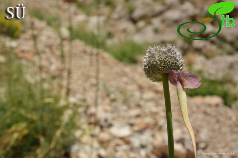 Tunceli