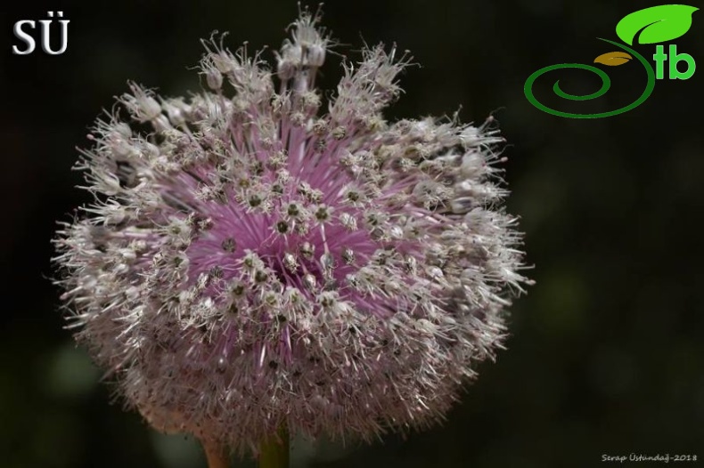 Tunceli