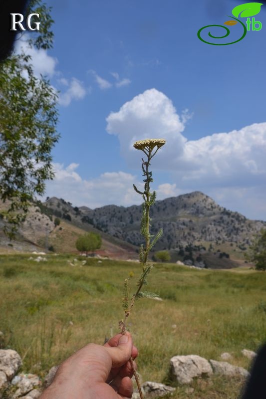 ssp kotschyi-Girdev yaylası-Muğla