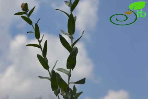 Girdev yaylası-Muğla