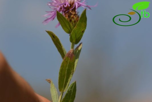 Girdev yaylası-Muğla