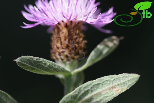 Girdev yaylası-Muğla