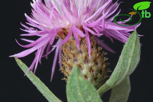 Girdev yaylası-Muğla