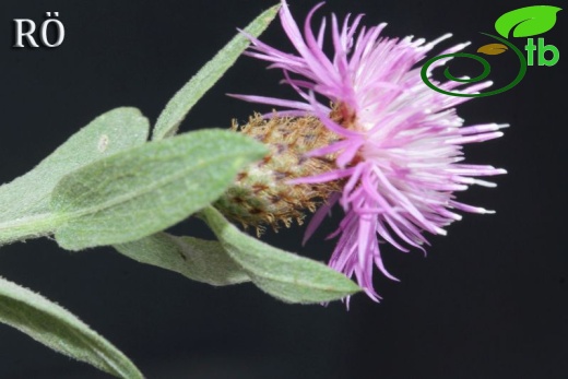 Girdev yaylası-Muğla